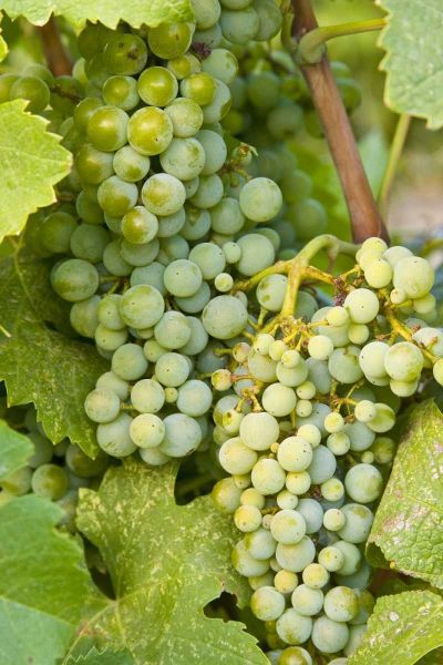 WA, Quincy Detail of Semillon grapes in vineyard